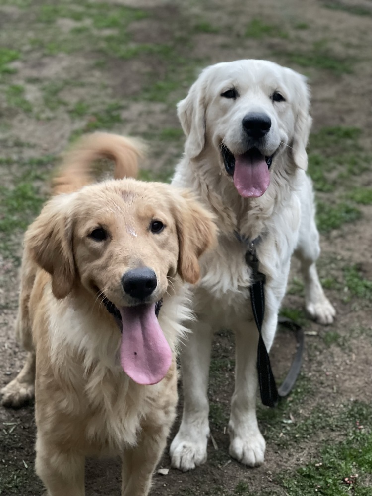 BONDED PAIR! ***Kayla and Milo***

Meet Kayla. She is a petite 15-month-old Golden Retriever with a sweet face and a beautiful light golden coat. Kayla and her best buddy Milo came to WCLRR together when their family had to move and couldn't take the dogs with them.