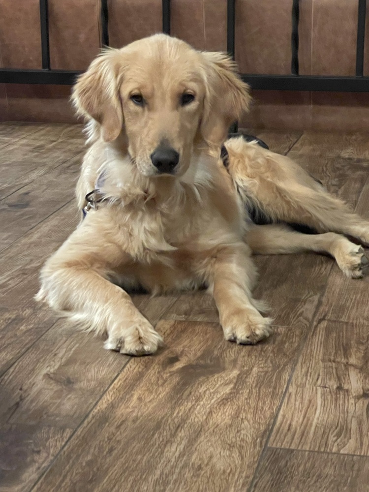 wclrr's tweet photo. BONDED PAIR! ***Kayla and Milo***

Meet Kayla. She is a petite 15-month-old Golden Retriever with a sweet face and a beautiful light golden coat. Kayla and her best buddy Milo came to WCLRR together when their family had to move and couldn't take the dogs with them. https://t.co/BEwqgJRuad