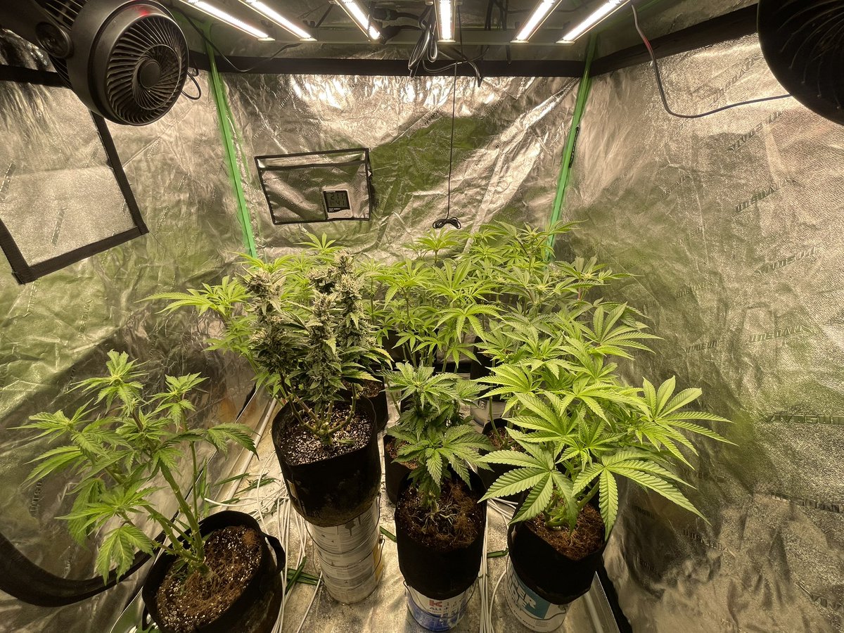 Tent lookin killer! Early flower for everyone but the auto LETS GO!!!