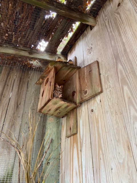 A bird’s eye view 👀
📸Eastern Screech Owl Resident, by Rin Orr
#saveourseabirds #SOS #rescue #rehabilitate #release #birdwalk #residentbirds #easternscreechowl #sarasota #srq