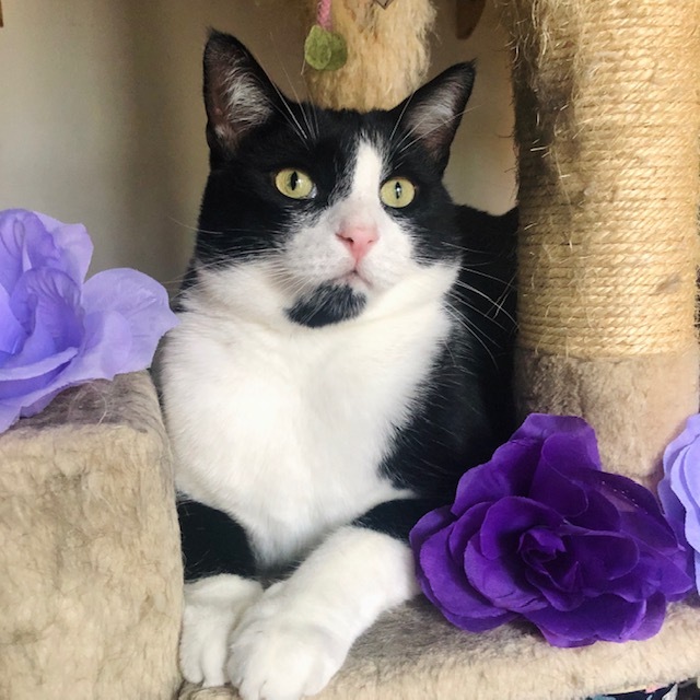 Meet Penelope! This elegant tuxedo girl spreads love and joy in her foster home and is longing to find her forever family. If you are looking for a beautiful addition to your family, apply on Petfinder today (via: @VFTAFoundation) petfinder.com/cat/penelope-3…