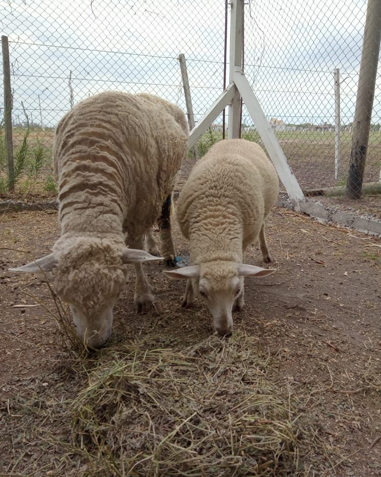 ACMACABALLOS's tweet photo. ✨Disfrutar la vida en buena compañía es el regalo más hermoso y la fortuna más grande que se puede tener✨

¿Se acuerdan de ella? 🐑🎄🎁

Apareció el 25 de diciembre corriendo en el campo, siendo perseguida por varias personas… https://t.co/YsJ0ILGSbg