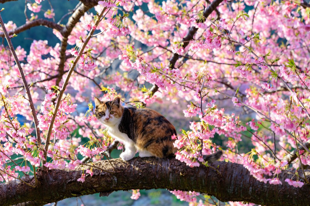 photowest2's tweet photo. #桜
 #ねこ
#東京カメラ部
#写真好きな人と繋がりたい  
#カメラ好きな人と繋がりたい 
#ファインダー越しの私の世界 
#キリトリセカイ  
#写真で奏でる私の世界 https://t.co/2ekCOP0S9S