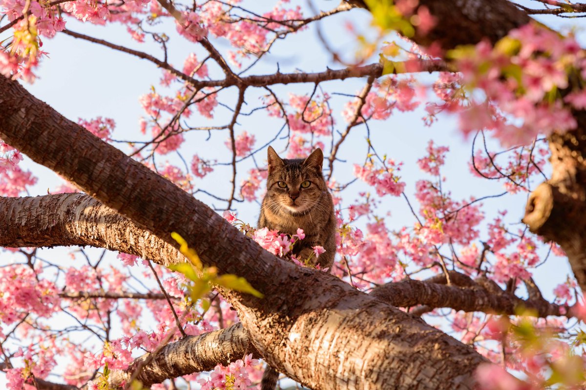 photowest2's tweet photo. #桜
 #ねこ
#東京カメラ部
#写真好きな人と繋がりたい  
#カメラ好きな人と繋がりたい 
#ファインダー越しの私の世界 
#キリトリセカイ  
#写真で奏でる私の世界 https://t.co/2ekCOP0S9S