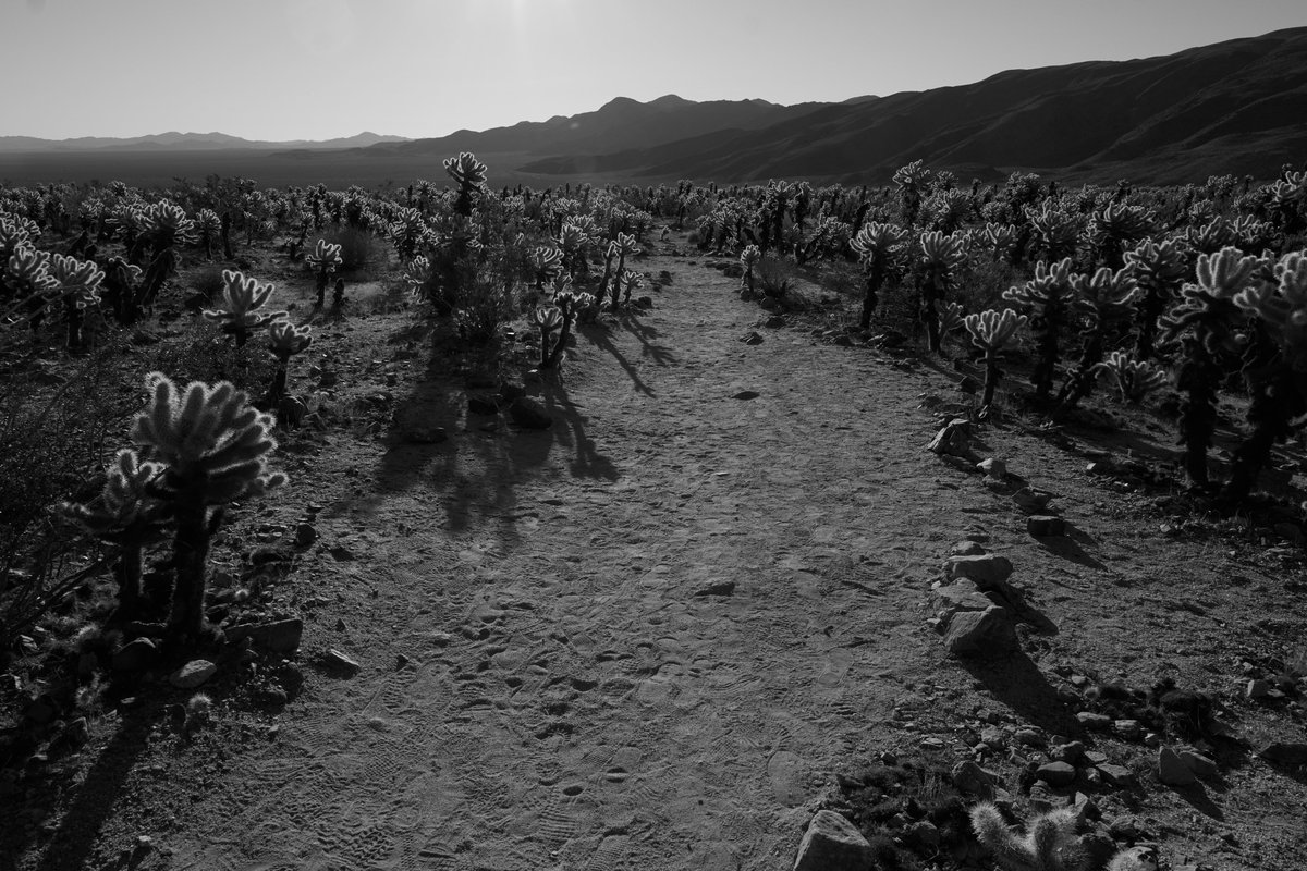 isensno's tweet photo. Why make photos? #26 in this series. I did video https://t.co/Ychg2h3SjU using only raw photos I've never touched. No edits other than B&amp;W vs color. No adjustments, edits or crops. I'm posting the storyboard. 
#documentaryphotography
#nightphotography #joshuatree #Landscapes https://t.co/696T392U4B