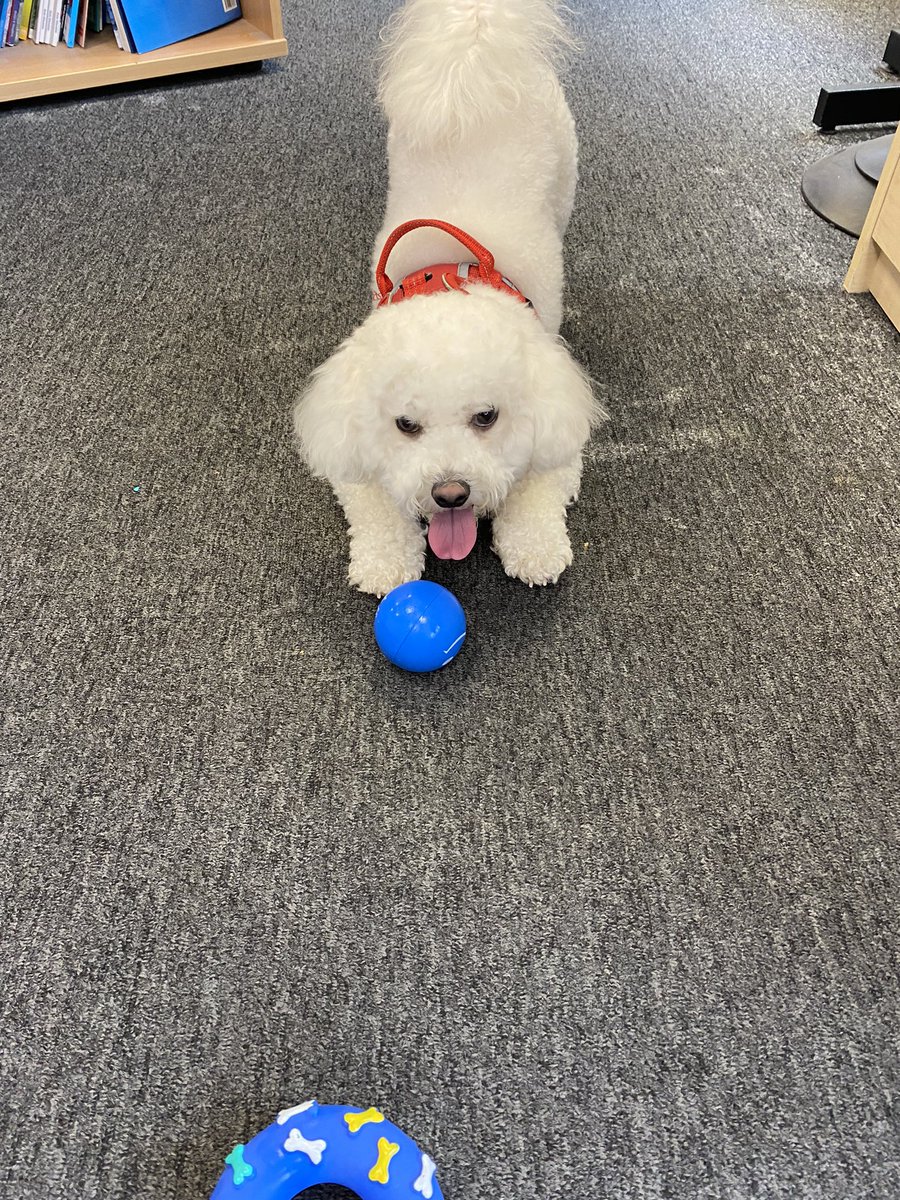 Therapy Thursday with Ned! He brings unconditional happiness to the office, smiles and cuddles all day. He comes to boost morale and wellbeing when I can see everyone needing a boost!! Got to love a bit of oxytocin ❤️❤️❤️❤️❤️
