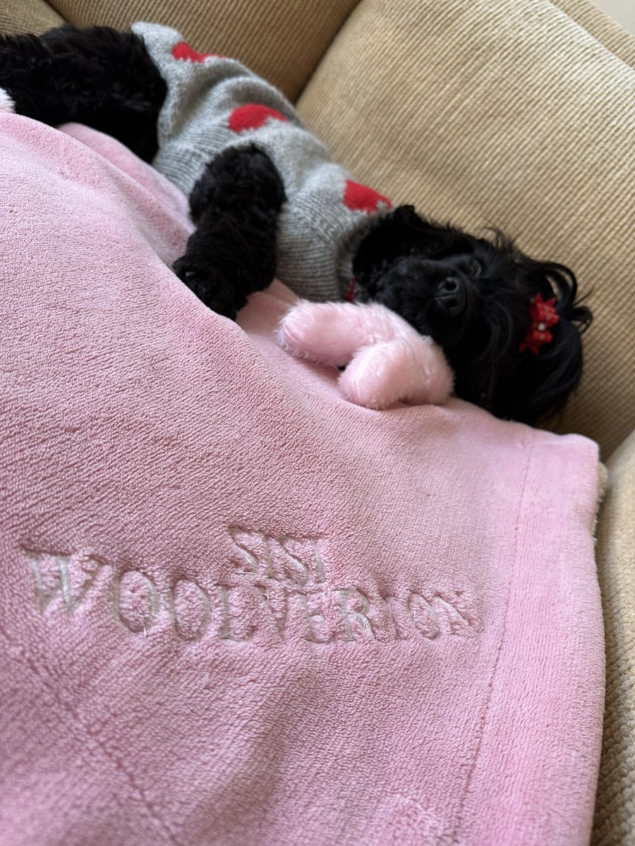 KatrinasTrigger's tweet photo. Hope everypawdy had a whoofderful Whoofingtine’s Day!  #cockerspaniel #chillydogsweaters https://t.co/n64vFFCNer