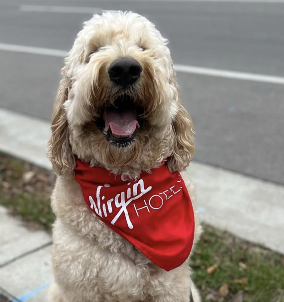All dogs look good in Virgin Hotel's red, it's a fact❣️

📸 via @ weatherford.thedood on IG