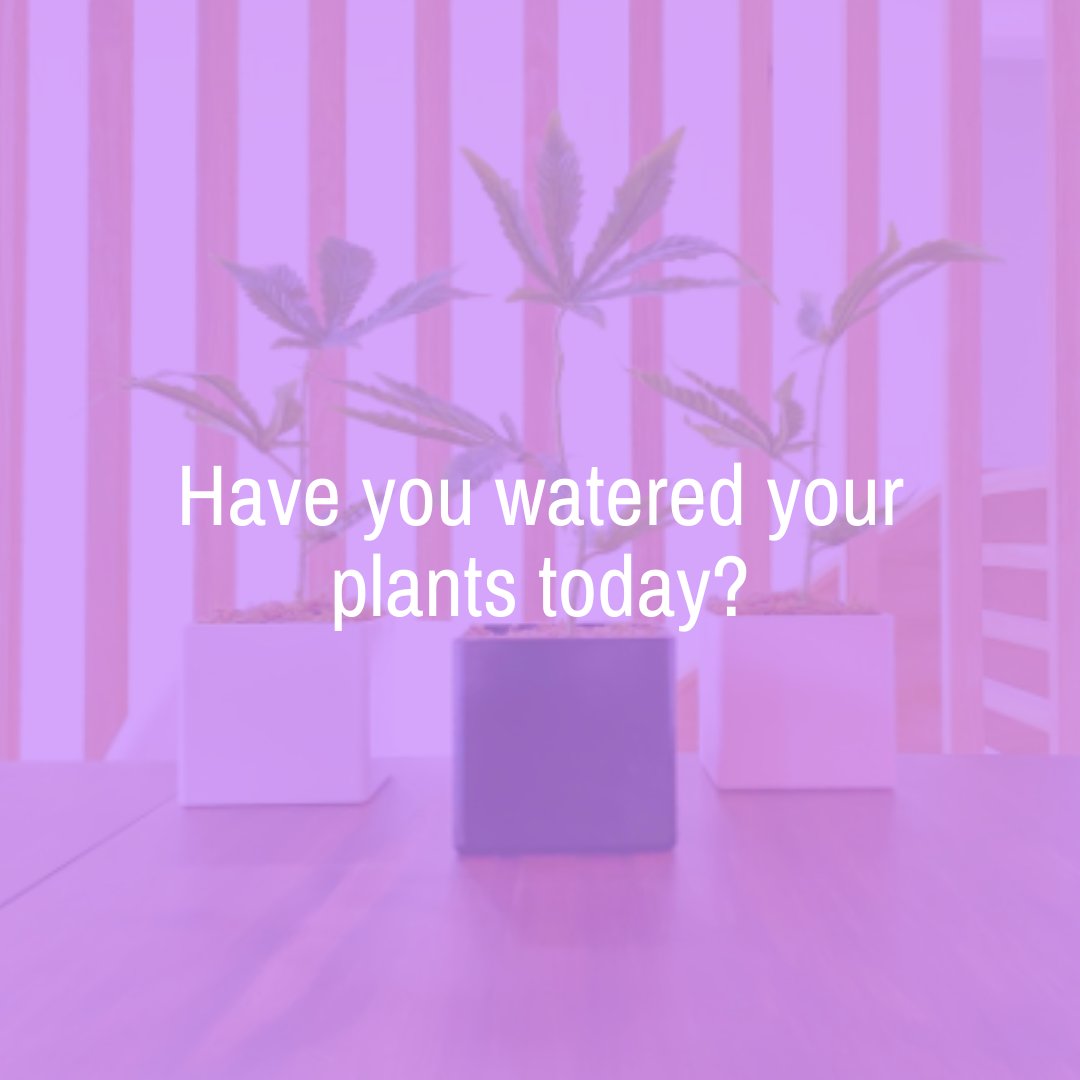 Pun intended! 

But seriously guys, give some love to your Green babies if you haven't yet!
💦💦💦

#FlowerofPot #homedecorinspo #cannabisculture #womeneur #stonedsociety #plantslife #glasslife #moderninteriordesign