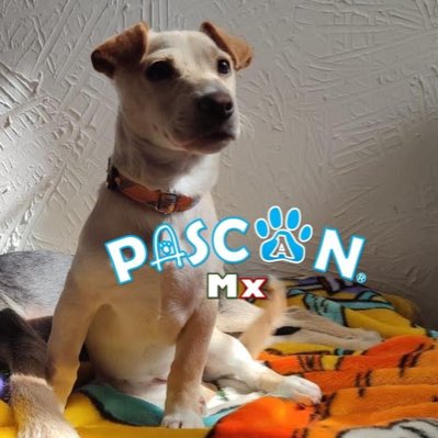 pascanmx's tweet photo. #NuevaFotoDePerfil https://t.co/45w5KJAtIR