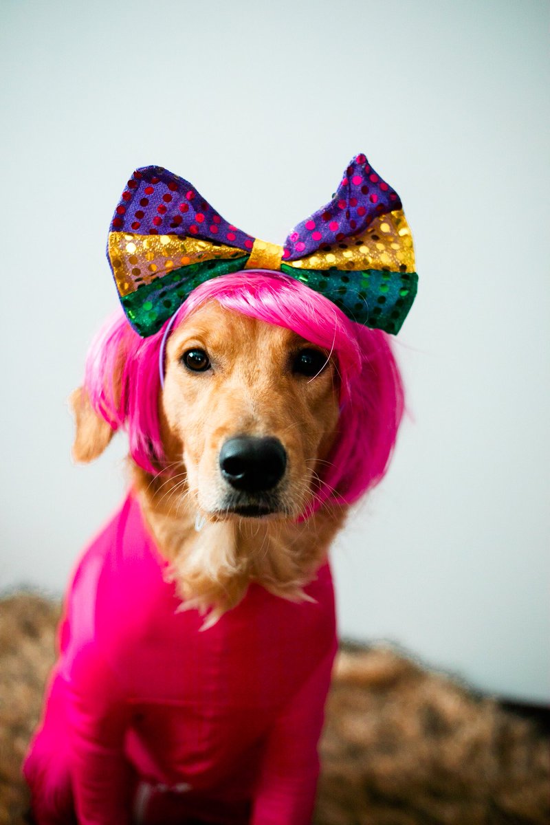 Such a pretty girl 💕 #kipandkaan #goldenretriever #dogs