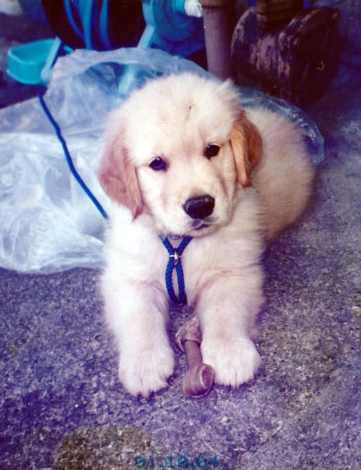 ちなみに元々雑種を飼う予定で飼い始めたのは良いけどまだちょっと小さすぎると言う事で返しに行った次の日に親が買ってきたのがびりぽん。びりぽんは2匹の売れ残りのゴールデンレトリバーでその中の一番体格がごついのがびりぽんだった。#ゴールデンレトリバー#びりぽん祭り 