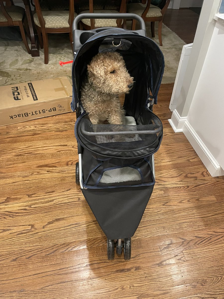 demiratchford's tweet photo. My mom got our 14 year old dog a stroller 😩 https://t.co/WeirwHSP3s