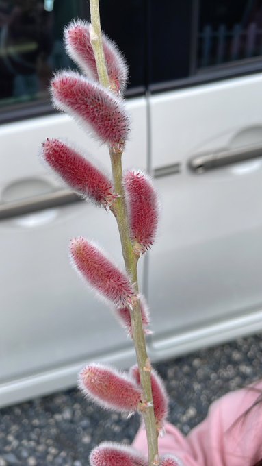 Twitterのコスプレ画像29