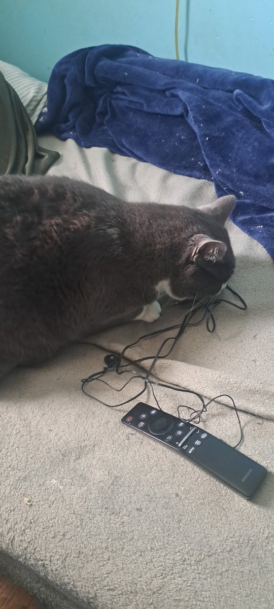 RichardDickFace's tweet photo. Richard playing with my headphones https://t.co/a3QJwjeBHf