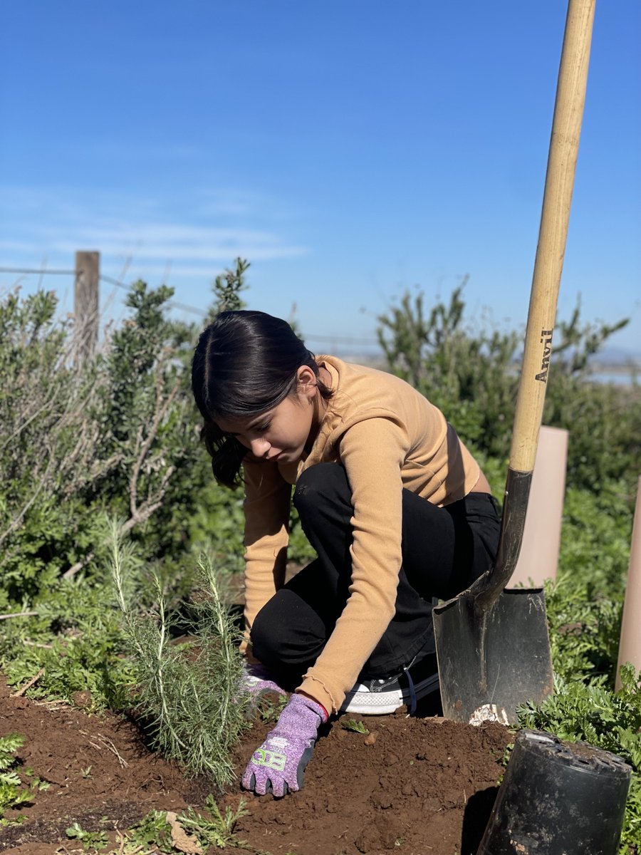 OceanConnectors's tweet image. Our 6th grade field trips at the San Diego National Wildlife Refuge include bird watching, participating in the restoration of the native California coastal sage scrub, and many more fun educational activities.🌱

#BeAnOceanConnector #MarineConservation  #HabitatRestoration