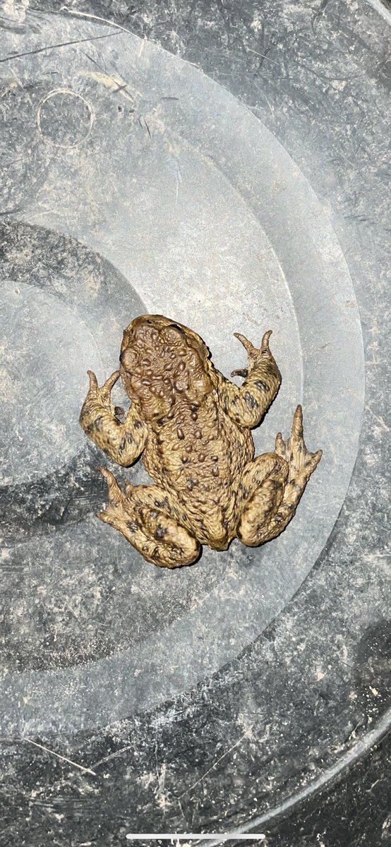 j_sparey's tweet photo. The first of #toadpatrol 2023! https://t.co/ffCSKLB8Xg