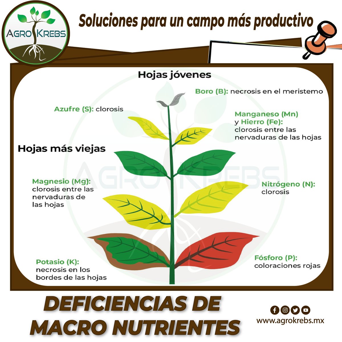 agrokrebs's tweet photo. #Deficiencias de #macro #nutrientes. 
.
.
.
@agrokrebs https://t.co/hcPnuqg4UD