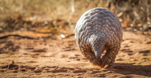 bsosumd's tweet photo. Learn how @meredithgore @umdgeography and team are working to save the world's most-trafficked mammal, the pangolin: https://t.co/7SgbS8CcPR https://t.co/xatfxxsUH2
