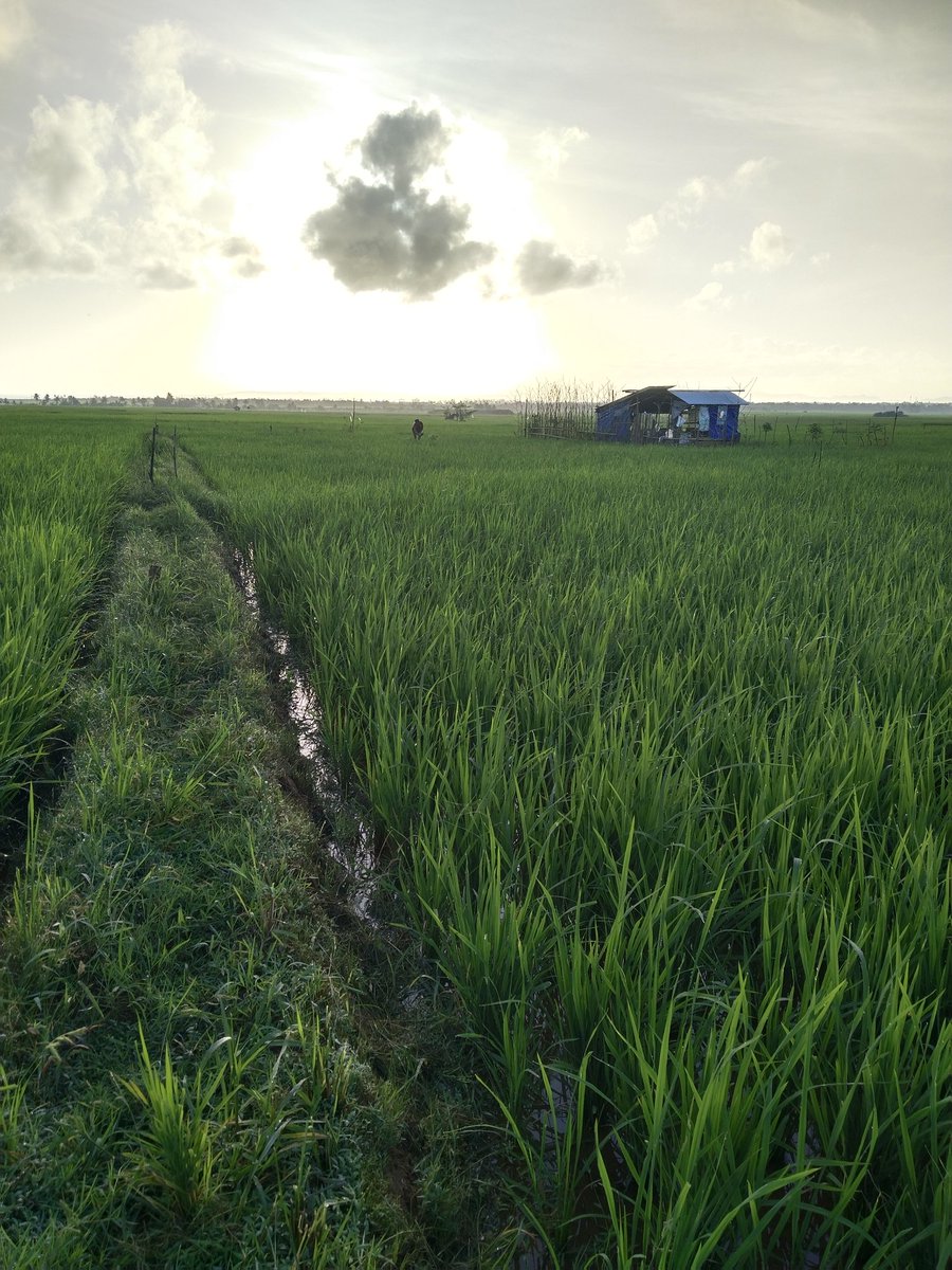 Jomar Canicula (@caniculajomar) on Twitter photo 