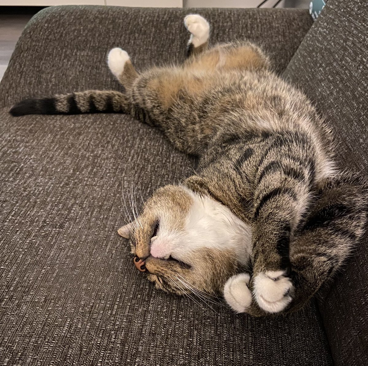 Relaxing! #frodo #frodospam #cats