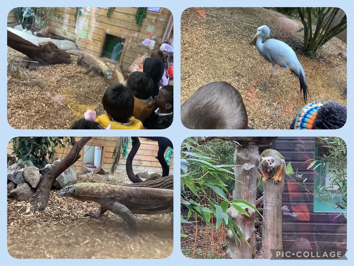 Julie_FDPA's tweet photo. Nursery had their first trip out to Birmingham Wildlife Conservation Park today. Their behaviour was impeccable. @MrsM_Court @fourdwellingspa @EYFS_FDPA https://t.co/MYLcXfMBl3