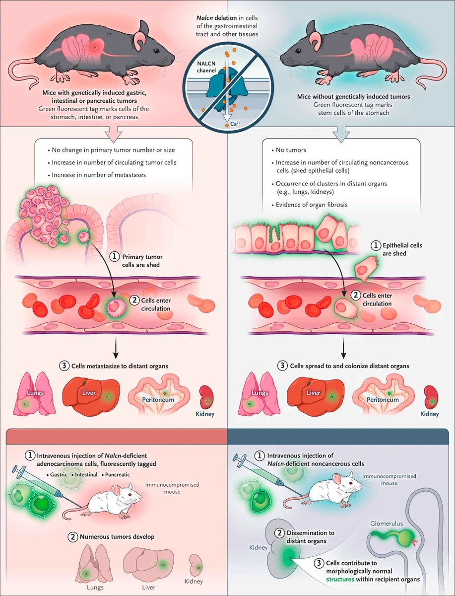 Figure 1. Dissemination of Tumor and Nontransformed Epithelial Cells.