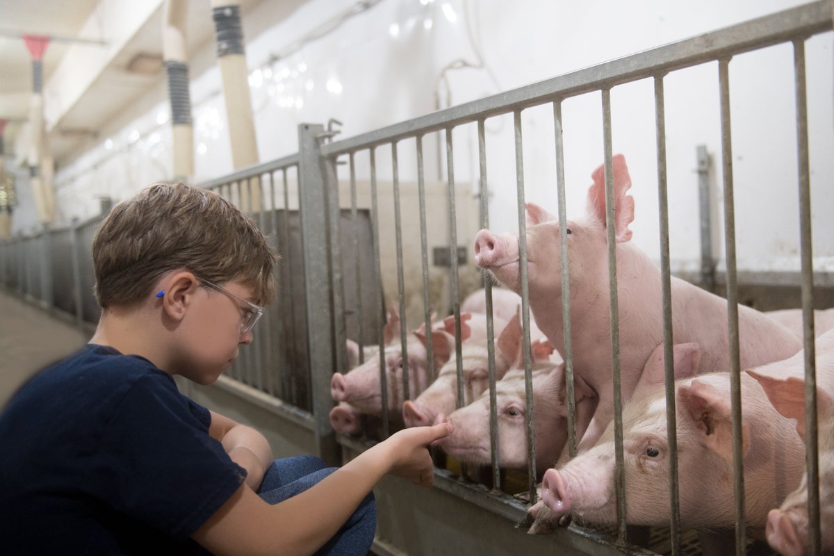 Sask Pork tweet media