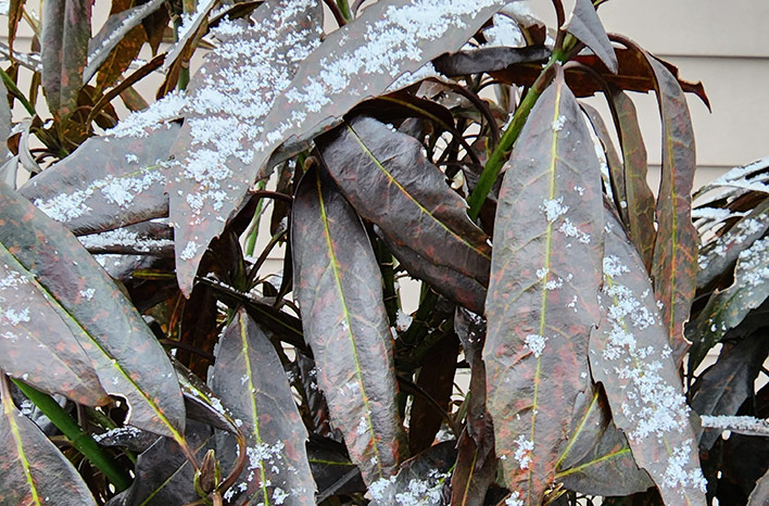Less than 2 months ago a #polarvortex brought sudden sub-zero temperatures to many states leaving #gardeners wondering if their #plants will make a comeback. In this episode of the podcast, my guest Troy Marden talks about what to expect come #spring. joegardener.com/podcast/assess…