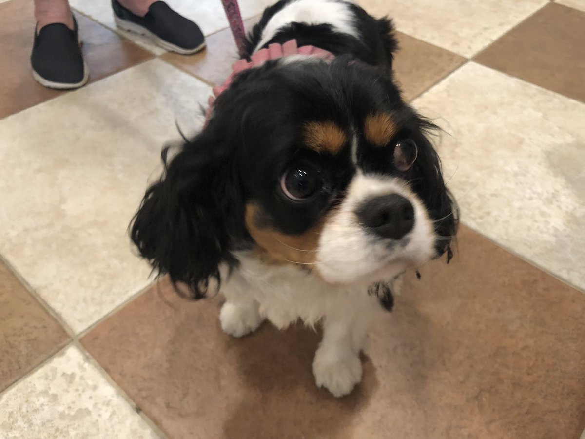 13AngeloVargas's tweet photo. Story about dogs, sure! VB City council members will vote on extending the hours owners can walk their leashed dogs on the boardwalk from Memorial Day to Labor Day. Rules now at that time: 6 a.m to 10 a.m. Proposed: 6 a.m. to 7 p.m. https://t.co/4sFV8vQ0li