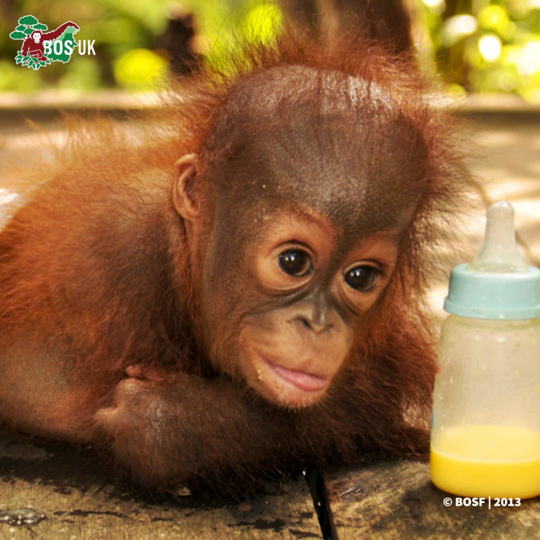 BorneoOSUK's tweet image. This little baby has grown into his name! It's Jumbo &amp;amp; today is his rescue anniversary.
At a year old, Jumbo was allegedly separated from his mother after hunting dogs scared her away in a forest. Jumbo is now living on a pre-release island. 🦧🌳  
#NotAPet #Orangutan