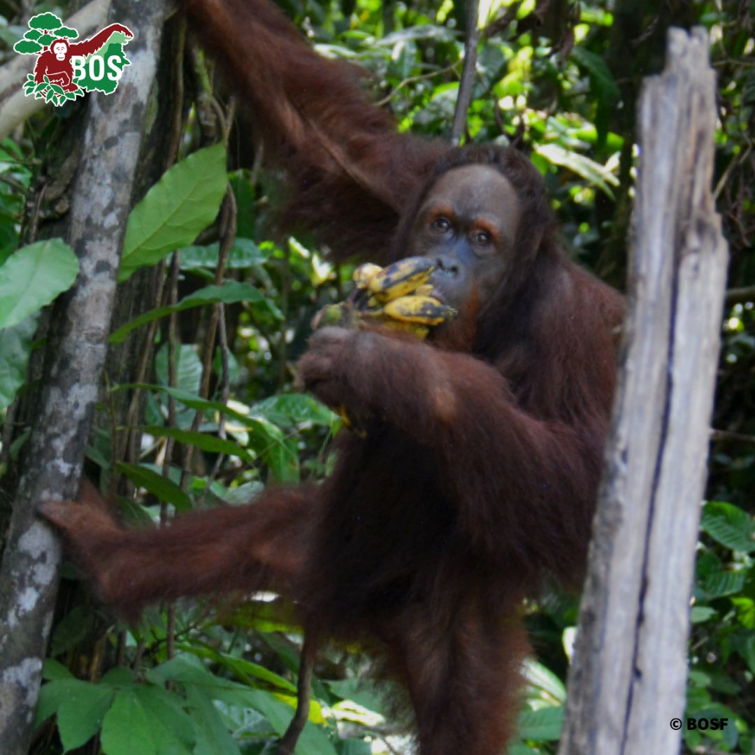BorneoOSUK's tweet image. This little baby has grown into his name! It's Jumbo &amp;amp; today is his rescue anniversary.
At a year old, Jumbo was allegedly separated from his mother after hunting dogs scared her away in a forest. Jumbo is now living on a pre-release island. 🦧🌳  
#NotAPet #Orangutan