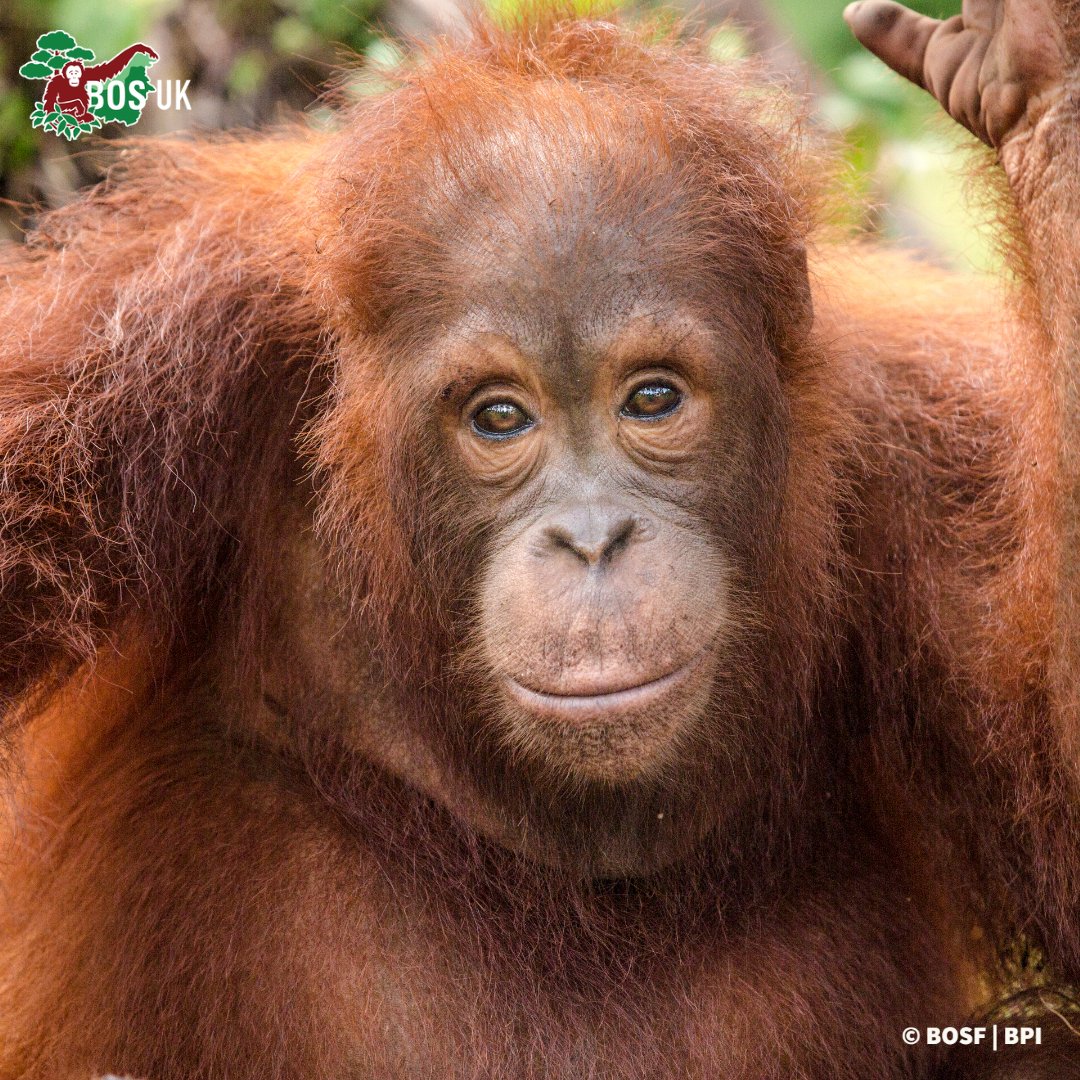 BorneoOSUK's tweet image. This little baby has grown into his name! It's Jumbo &amp;amp; today is his rescue anniversary.
At a year old, Jumbo was allegedly separated from his mother after hunting dogs scared her away in a forest. Jumbo is now living on a pre-release island. 🦧🌳  
#NotAPet #Orangutan