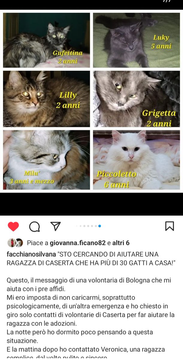 zampa_qua's tweet photo. ATTENZIONE🆘🆘🆘🆘Silvana 339 4765657🐈Leggete🔽Veronica è una ragazza,dal cuore grande, che ha scelto di aiutare creature innocenti che, senza di lei, sarebbero morte in strada. HA PIU DI 30 GATTI AIUTIAMOLA   #4voiceless Caserta🏡🙏😔 https://t.co/WiPdXogcfO