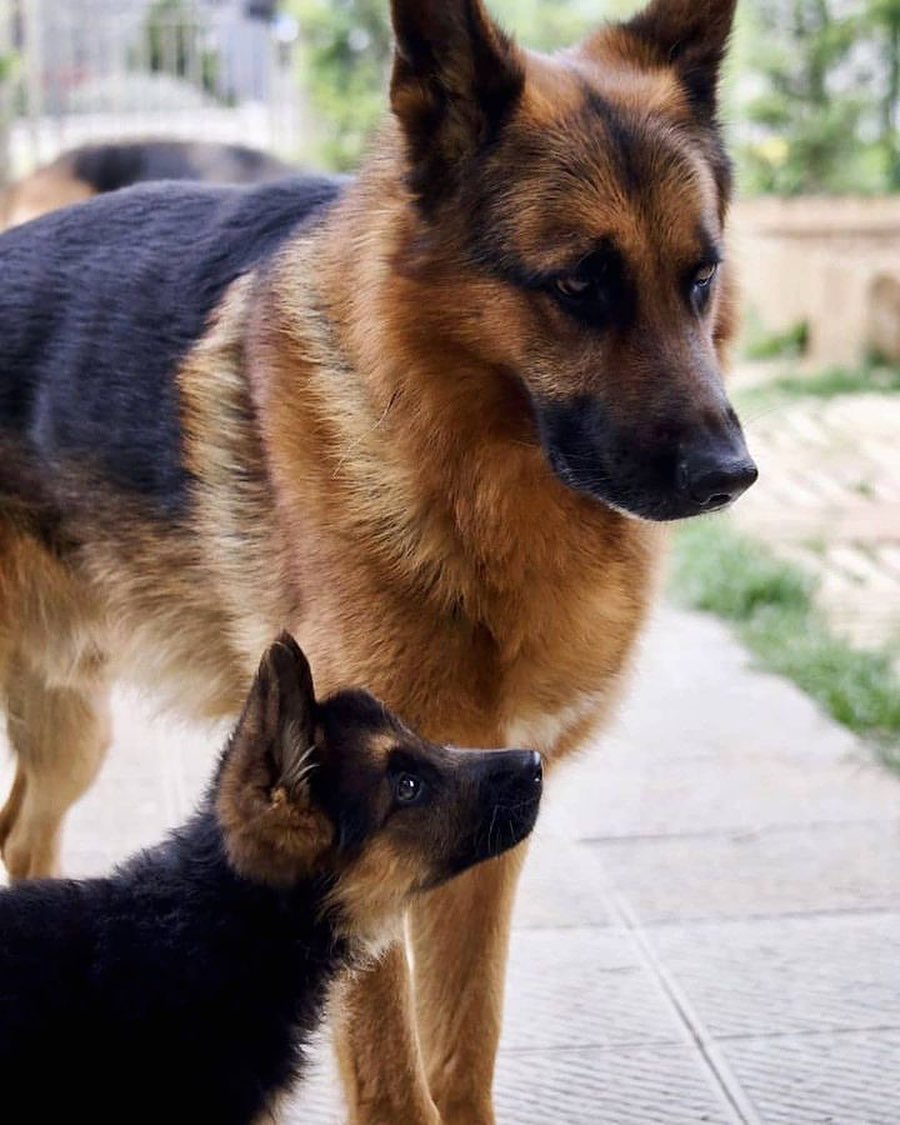 #germanshepherd #gsd #dogsofinstagram #dog #gsdofinstagram #dogs #puppy #germanshepherdsofinstagram #k #germanshepherdpuppy #germanshepherddog #gsdlove #gsdpuppy #dogstagram #germanshepherds #dogoftheday #gsdlife #puppiesofinstagram #puppylove