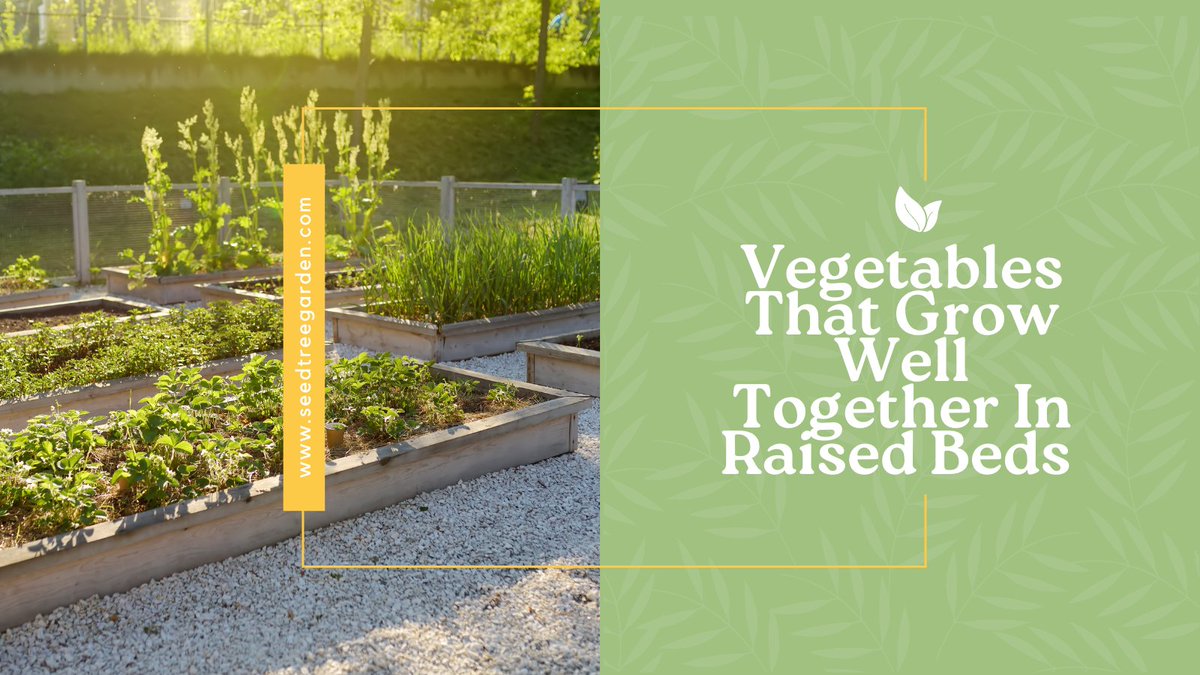 Growing your own vegetables is a great way to save money and eat healthily. But if you’re new to gardening, it can be tricky to know which vegetables will grow well together. That’s where raised beds come in.
seedtreegarden.com/vegetable-herb…