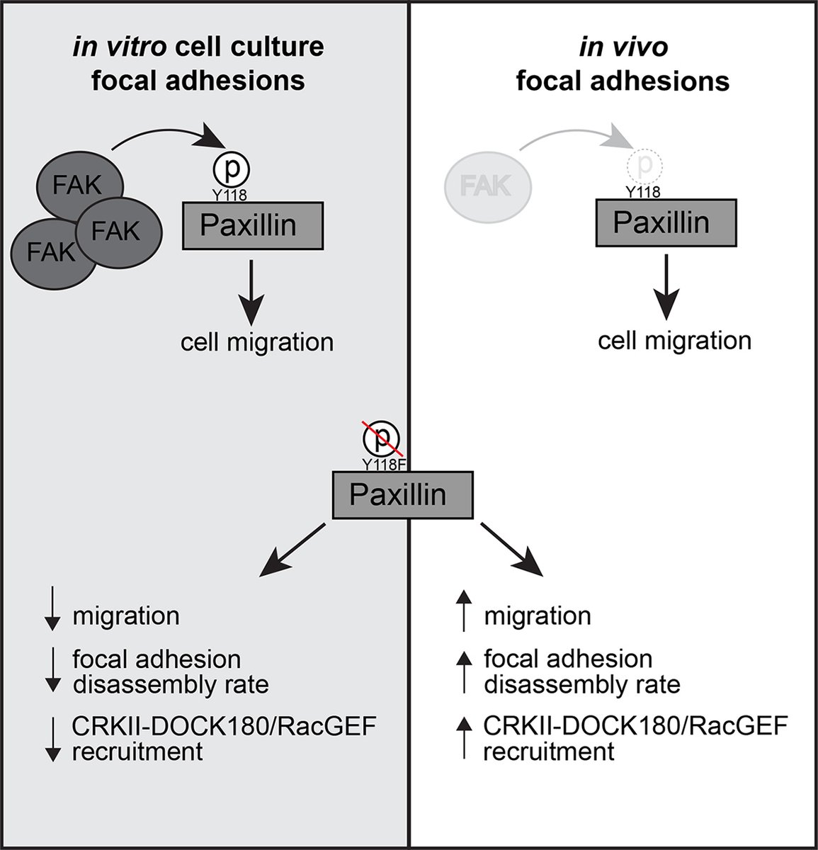JCellBiol's tweet photo. New Spotlight: Kandice Tanner @Tanner_Lab @NCIResearchCtr highlights work from @Qian7272 @JamesCellBio @roh_johnson_lab et al (https://t.co/zyxkd2fvXb) describing the phosphoregulation of focal adhesions in migrating cells in a living animal. https://t.co/0URVRLJOpY https://t.co/zuhdXquiSl