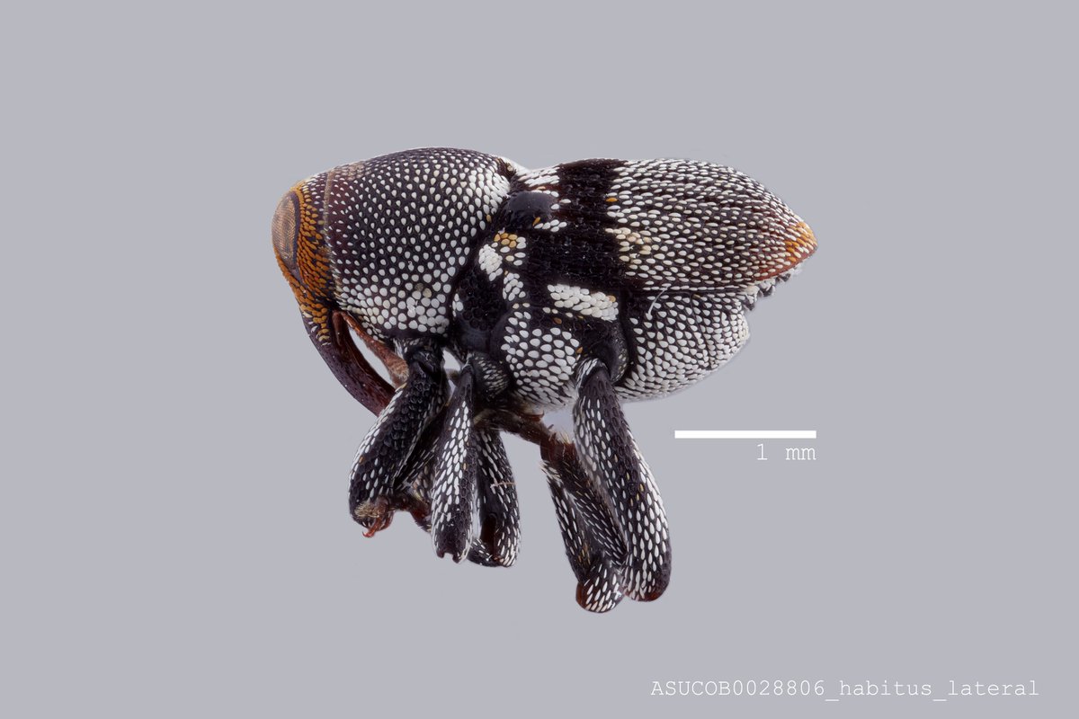 Samanta Orellana (@coleopterasam) on Twitter photo Not Wednesday, but always a good day for #weevils 😅. Here is one of <a href="/SalAnzaldo/">Salvatore Anzaldo</a> favorites, a super cute Cylindrocopturinus hainesi Hespenheide, from Mexico 🇲🇽. #Curculionidae #Conoderinae #ASUCOB #ASUBiocollections serv.biokic.asu.edu/ecdysis/collec… Not Wednesday, but always a good day for #weevils 😅. Here is one of <a href="/SalAnzaldo/">Salvatore Anzaldo</a> favorites, a super cute Cylindrocopturinus hainesi Hespenheide, from Mexico 🇲🇽. #Curculionidae #Conoderinae #ASUCOB #ASUBiocollections serv.biokic.asu.edu/ecdysis/collec…
