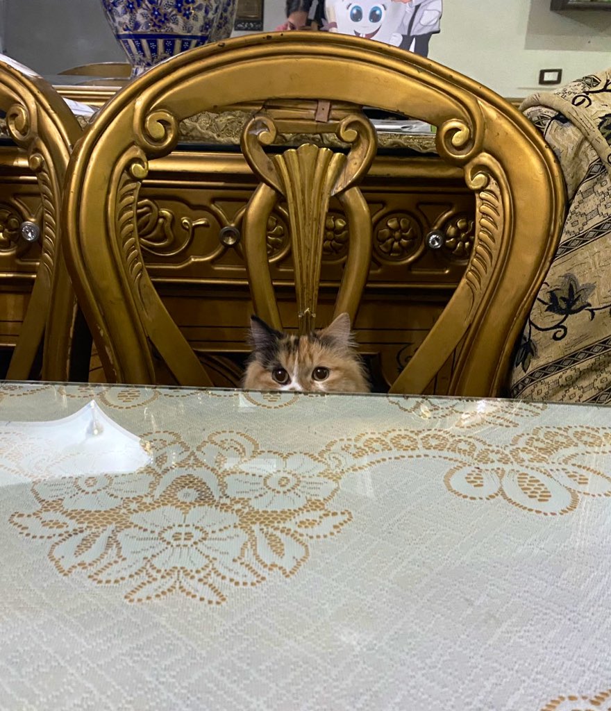 cats being weird little guys 👅 tweet media