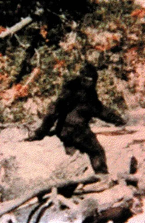 In today's WTW: Southwestern Manitoba is no stranger to accounts of the notoriously elusive Bigfoot, who is usually described as a large, muscular, bipedal creature covered in black, dark brown or dark red fur, standing as tall as 4.6 metres. #bdnmb bit.ly/3YGFo1V