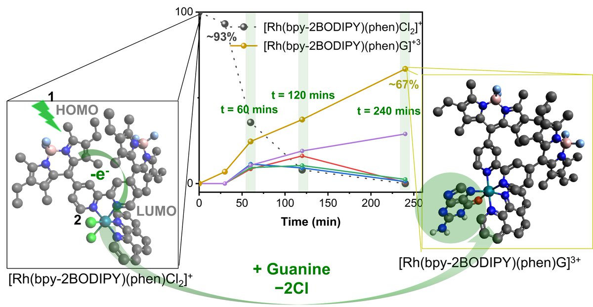 Congratulations, Eli, on your first publication!

Visible Light-Assisted Coordination of a Rh(III)-BODIPY Complex to Guanine pubs-acs-org.proxy.library.ohio.edu/doi/10.1021/ac…