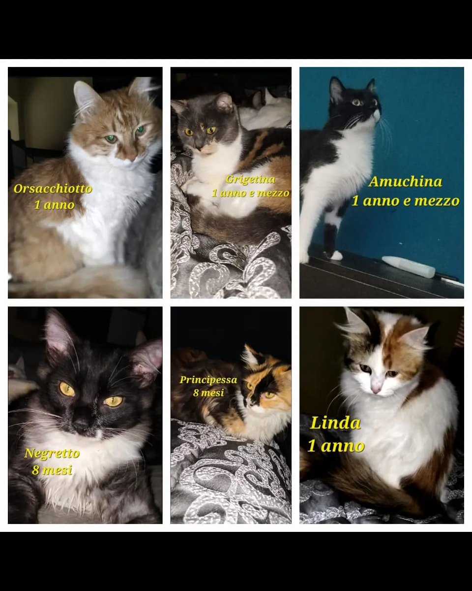 zampa_qua's tweet photo. ATTENZIONE🆘🆘🆘🆘Silvana 339 4765657🐈Leggete🔽Veronica è una ragazza,dal cuore grande, che ha scelto di aiutare creature innocenti che, senza di lei, sarebbero morte in strada. HA PIU DI 30 GATTI AIUTIAMOLA   #4voiceless Caserta🏡🙏😔 https://t.co/RhrzmSA6Tp