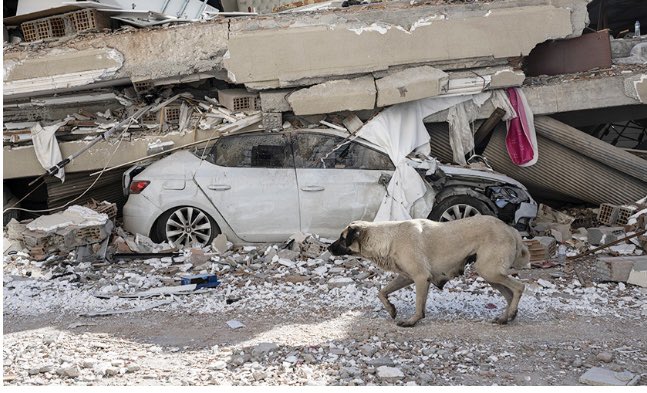 NickTaylorLLB's tweet photo. Please support @HSIGlobal’s Animal Rescue Team that has been deployed to Turkey to bring lifesaving on-the-ground assistance.HSI is providing necessary support, including emergency funds, to groups helping with the devastating crises in Turkey .⬇️⬇️
https://t.co/Jd0UvUnwcC https://t.co/wchxo8G2Lp