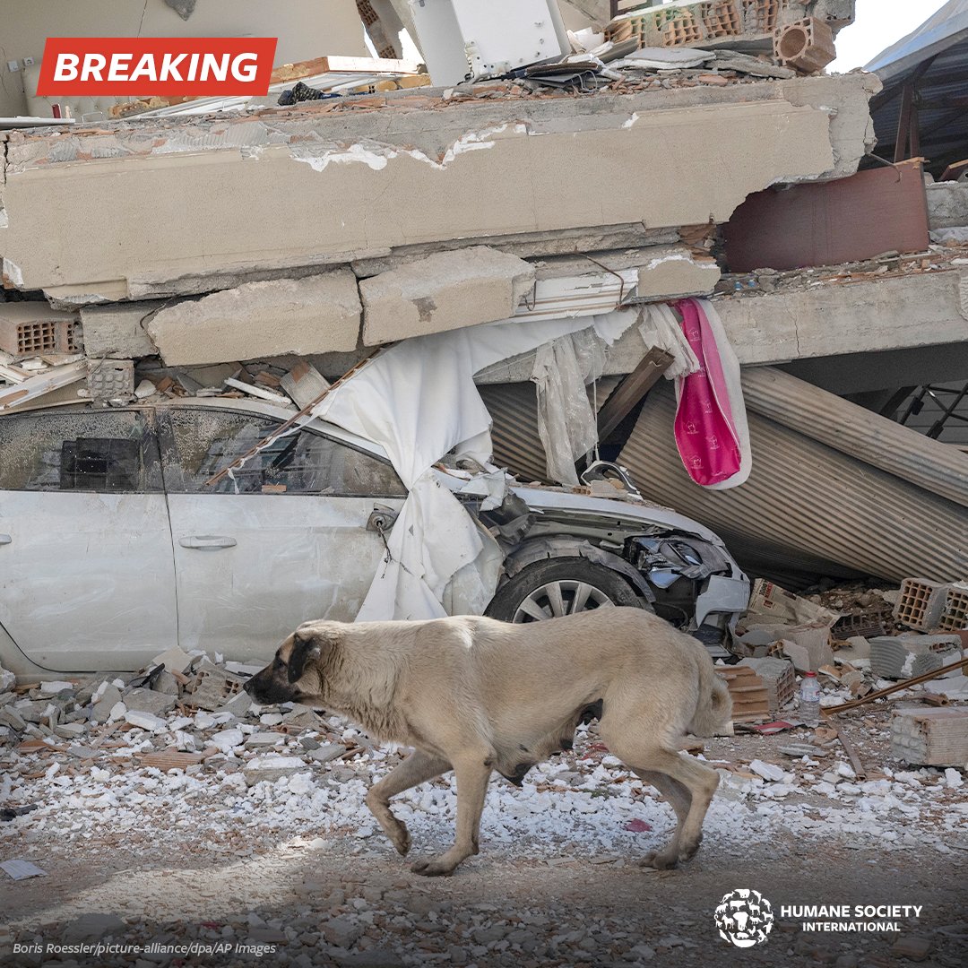 Humane Society International on Twitter "🚨 EARTHQUAKE RESPONSE 🚨 Our Animal Rescue Team is on