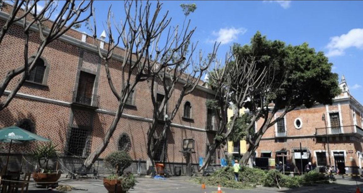 escajos's tweet photo. Quien tenga la custodia de la Plaza de la Democracia debe perderla, pagar una buena multa por esta poda excesiva y, si se seca alguno de los laureles mal podados, volverlo a multar severamente. 

Es imperdonable que sigan pasando cosas así en Puebla. https://t.co/b5oefTU9o5