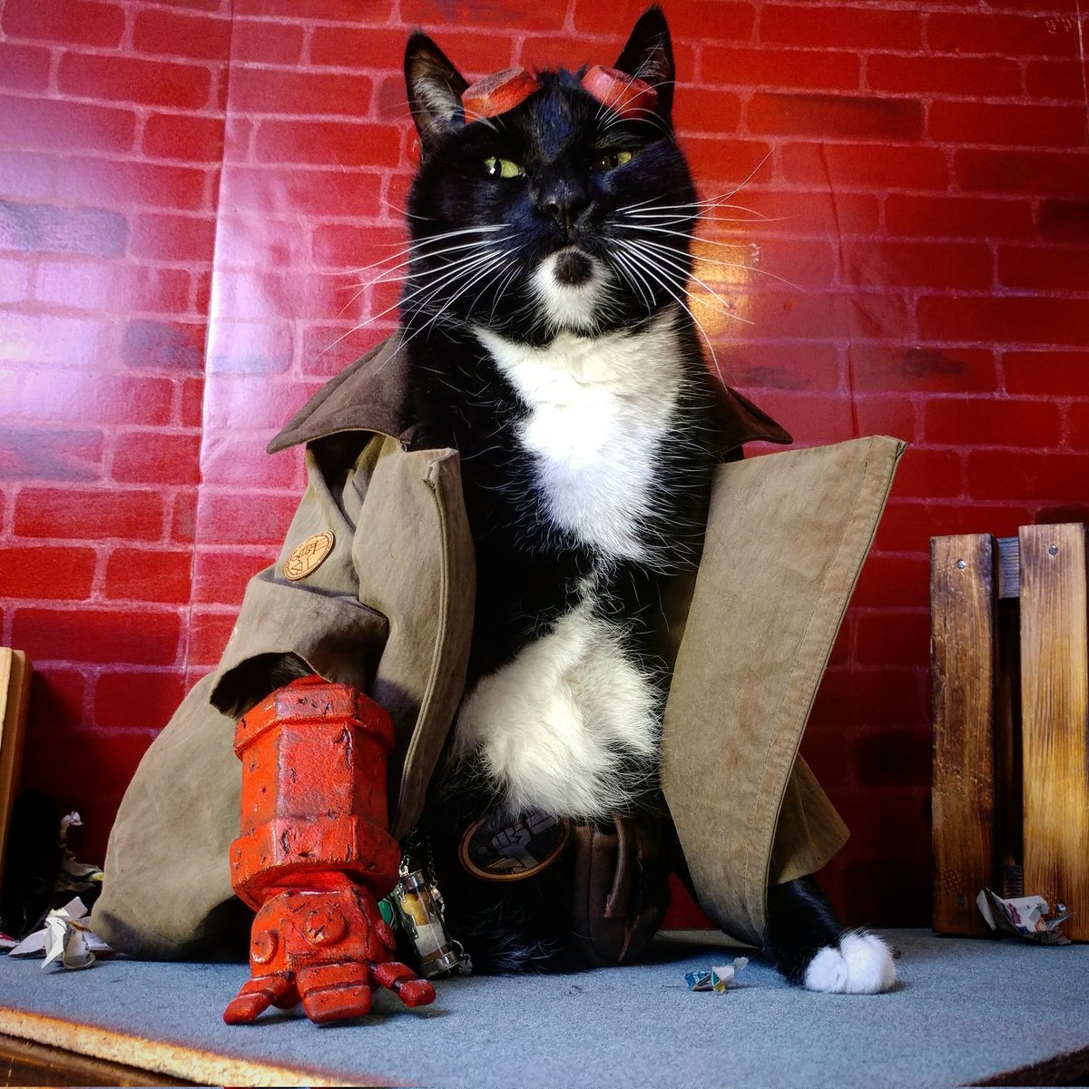 Cat_Cosplay's tweet photo. On a gathering storm comes
A tall handsome cat
In a dusty tan coat
With a red right hand...

#Hellboy https://t.co/8AEaw8iWQo