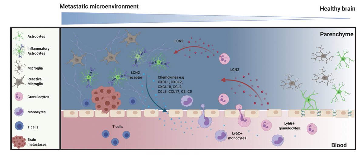 Neta Erez- ErezLab๐๏ธ (@erezneta) on Twitter photo Our paper is out in <a href="/NatureCancer/">Nature Cancer</a> and we are super excited!! Check it out here:
rdcu.be/c5Mva
It was a long journey led bravely by the wonderful <a href="/AdlerOmer/">Omer Adler</a> and <a href="/YaelZait/">Yael Zait</a> together with multiple team members and collaborators.
So what did we find? Our paper is out in <a href="/NatureCancer/">Nature Cancer</a> and we are super excited!! Check it out here:
rdcu.be/c5Mva
It was a long journey led bravely by the wonderful <a href="/AdlerOmer/">Omer Adler</a> and <a href="/YaelZait/">Yael Zait</a> together with multiple team members and collaborators.
So what did we find?
