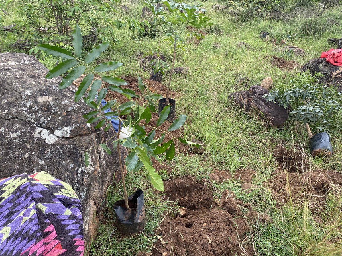 Dzomolamupo's tweet photo. Day 1: We were blessed with a rain just after planting 100 trees. DLM of Vhutalu planted trees at one of DLM schools at Vhutalu and next is Vhutalu Soccer field requested by Soccer players for their fans. #Trees4Heroes @blackdot_ptyltd @Earthlife_JHB https://t.co/KPUEPcZKBn