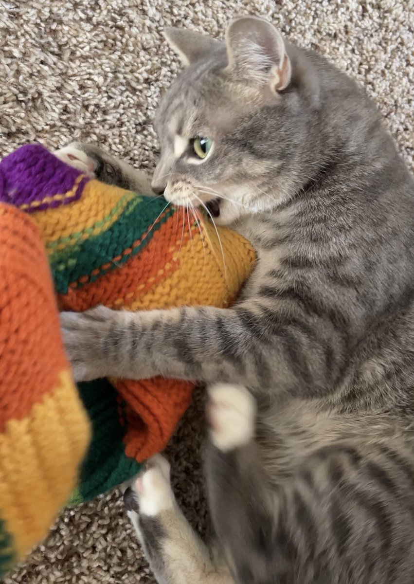 Gotcha 😹🧦 #catchoftheday #CatsOfTwitter