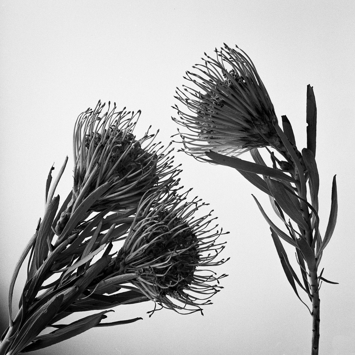 Gm!! It’s going to be a great one! Finally Friday! 

Leucospermum